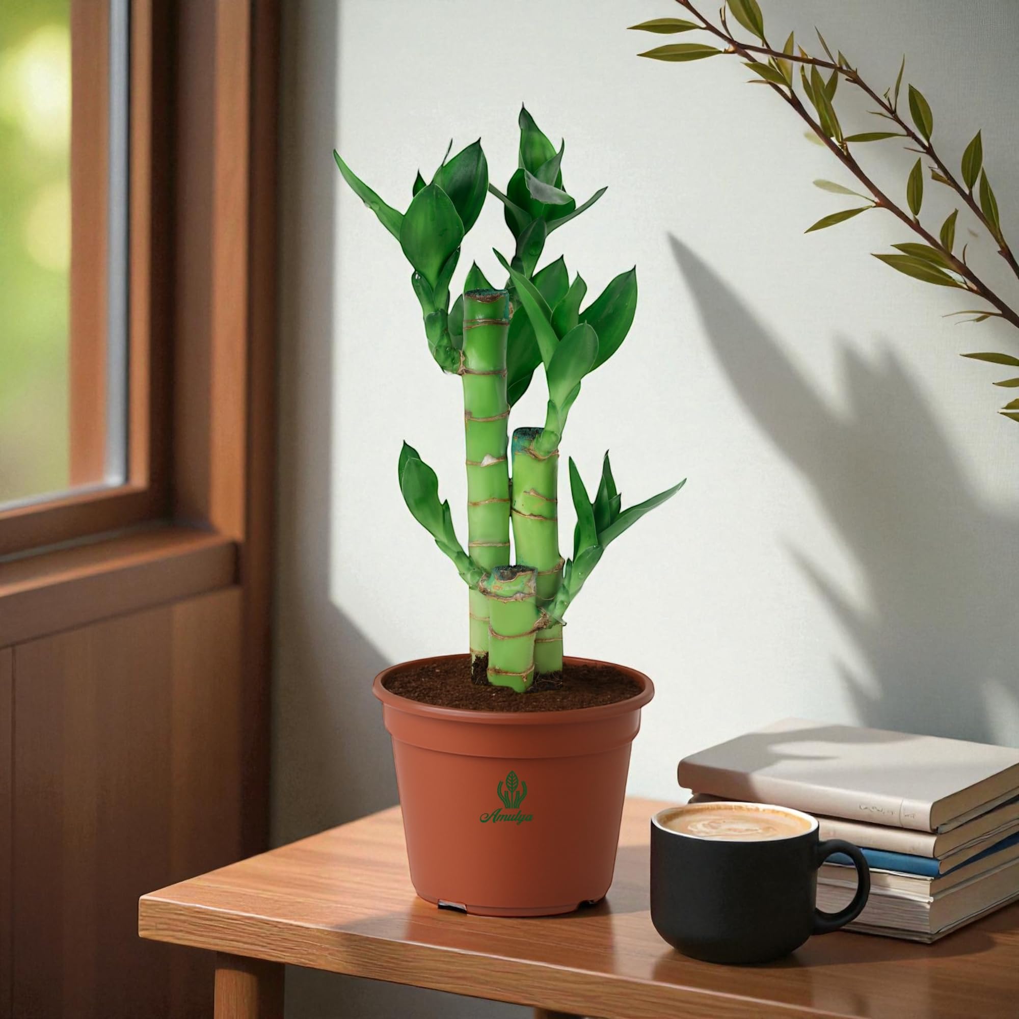 Amulya Farms Lucky Bamboo Lotus Bonsai Plant | Indoor Live Plants for Living Room, Home, Office, Table, Kitchen & Desk Decor Feng Shui Gift Plant with pot