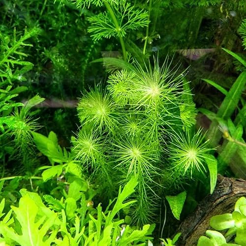 Miniatura 2 de Mainam Mayaca Fluviatilis - Paquete de plantas de acuario vivas para decoración de pecera de agua dulce Plantas acuáticas 3 días garantizados
