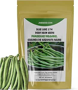 Blue Lake 274 Bush Bean Seeds (Approx. 180 Seeds- 80 Grams) Easy to ...