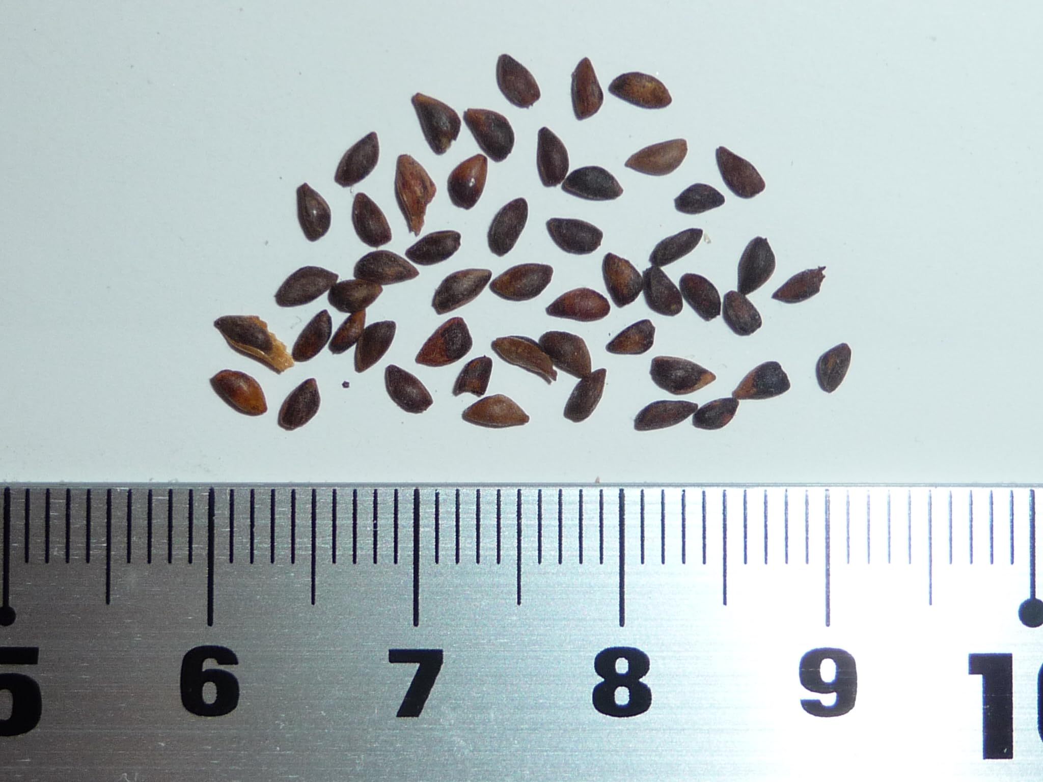 Amazon.co.jp: エゾマツ＜蝦夷松＞ 種子50粒 Jezo Spruce 50 seeds