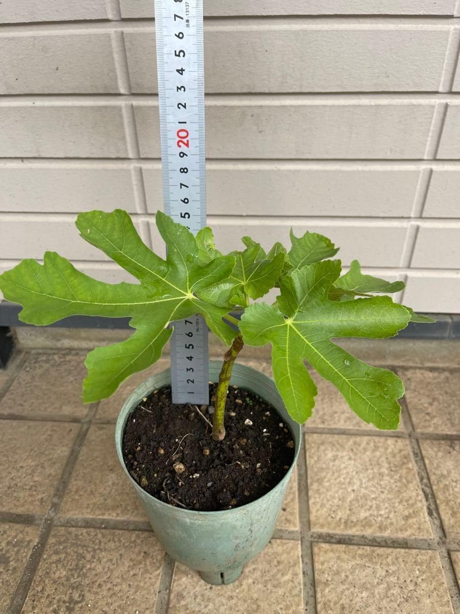 ノーゼンカズラ特大＋2苗 楽天市場】7月より発送 ノウゼンカズラ苗2