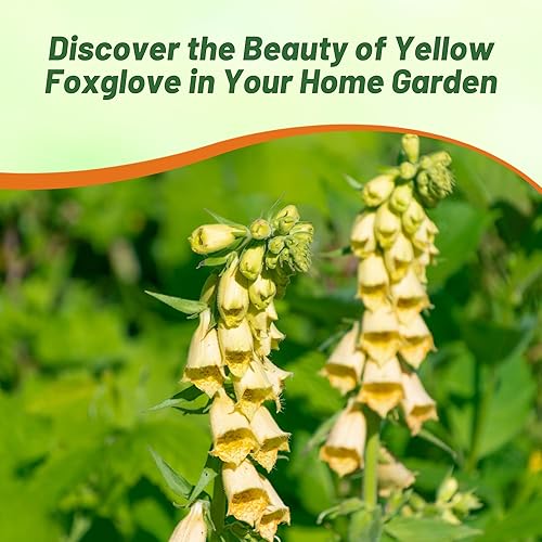 Miniatura 6 de Outsidepride Digitalis Ambiqua Temple Bells - Semillas de dedalera amarillas, 1000 piezas de semillas de flores perennes, prolíficas y de