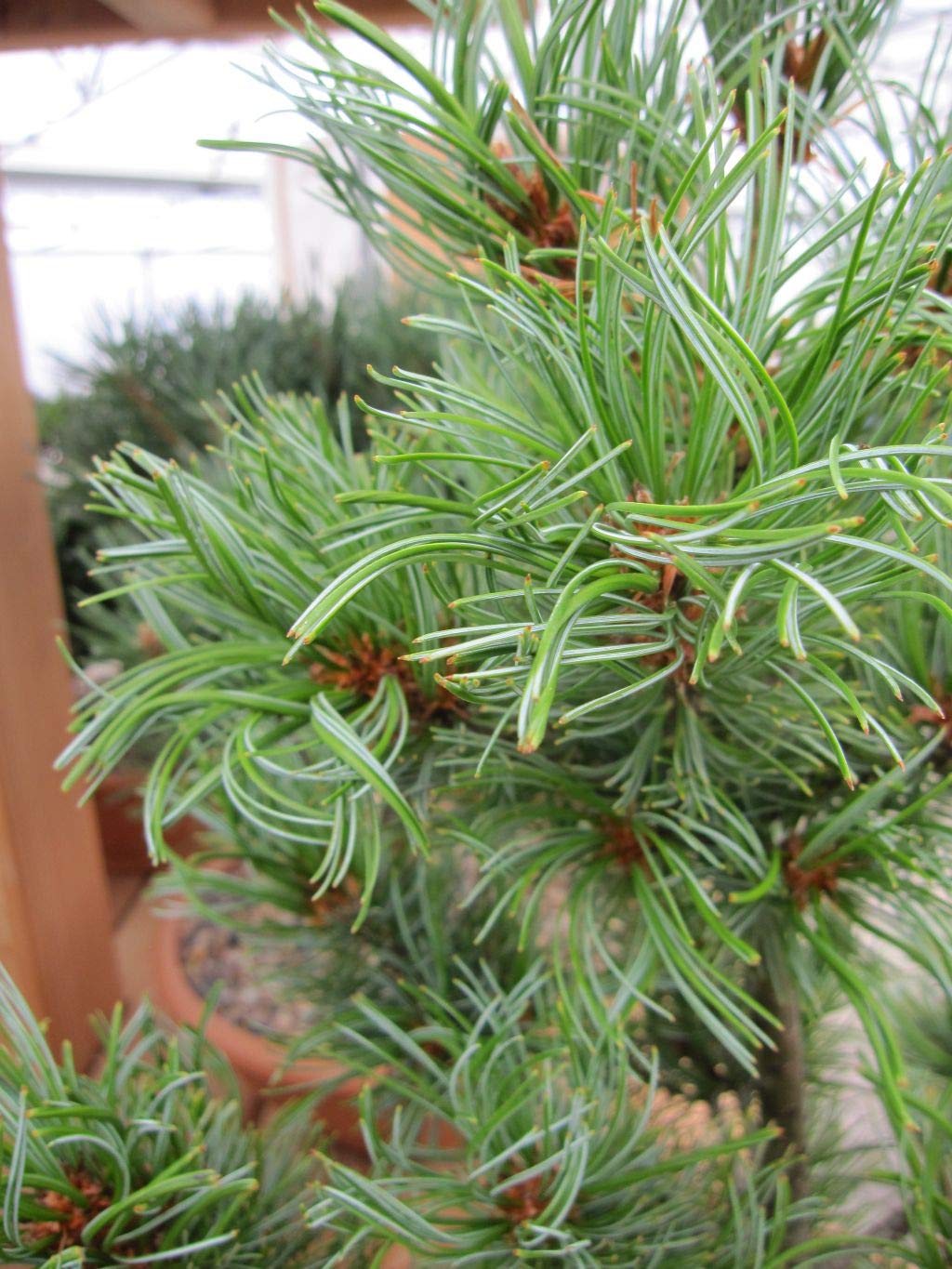 Pinus parviflora Schoons Bonsai - Mädchenkiefer Schoons Bonsai