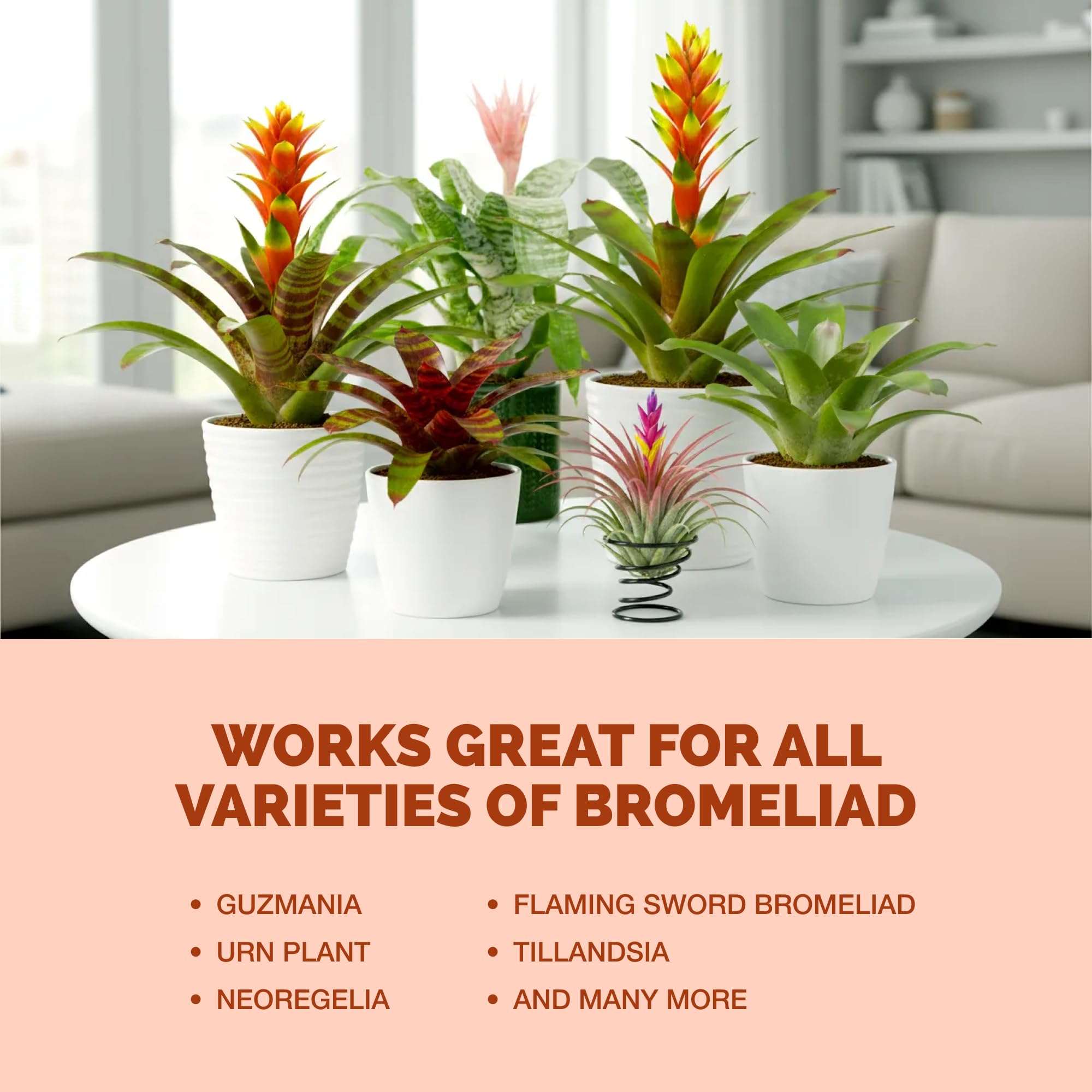 money tree plant pot Money Tree - Braided