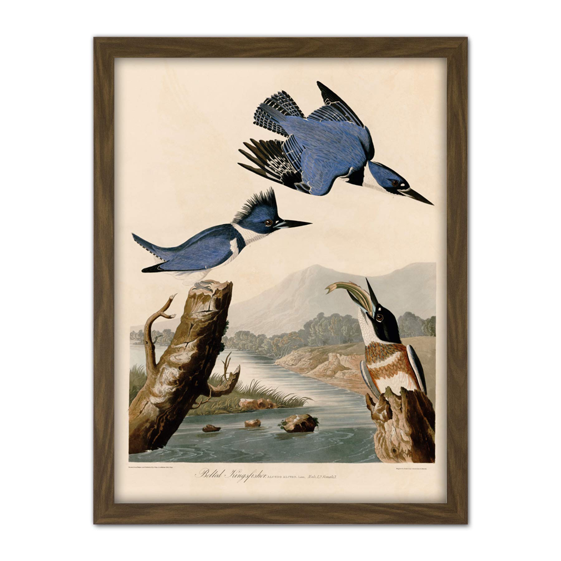 Artery8 Audubon Birds America Belted Kingfisher Artwork Framed Wall Art Print 18X24 Inch