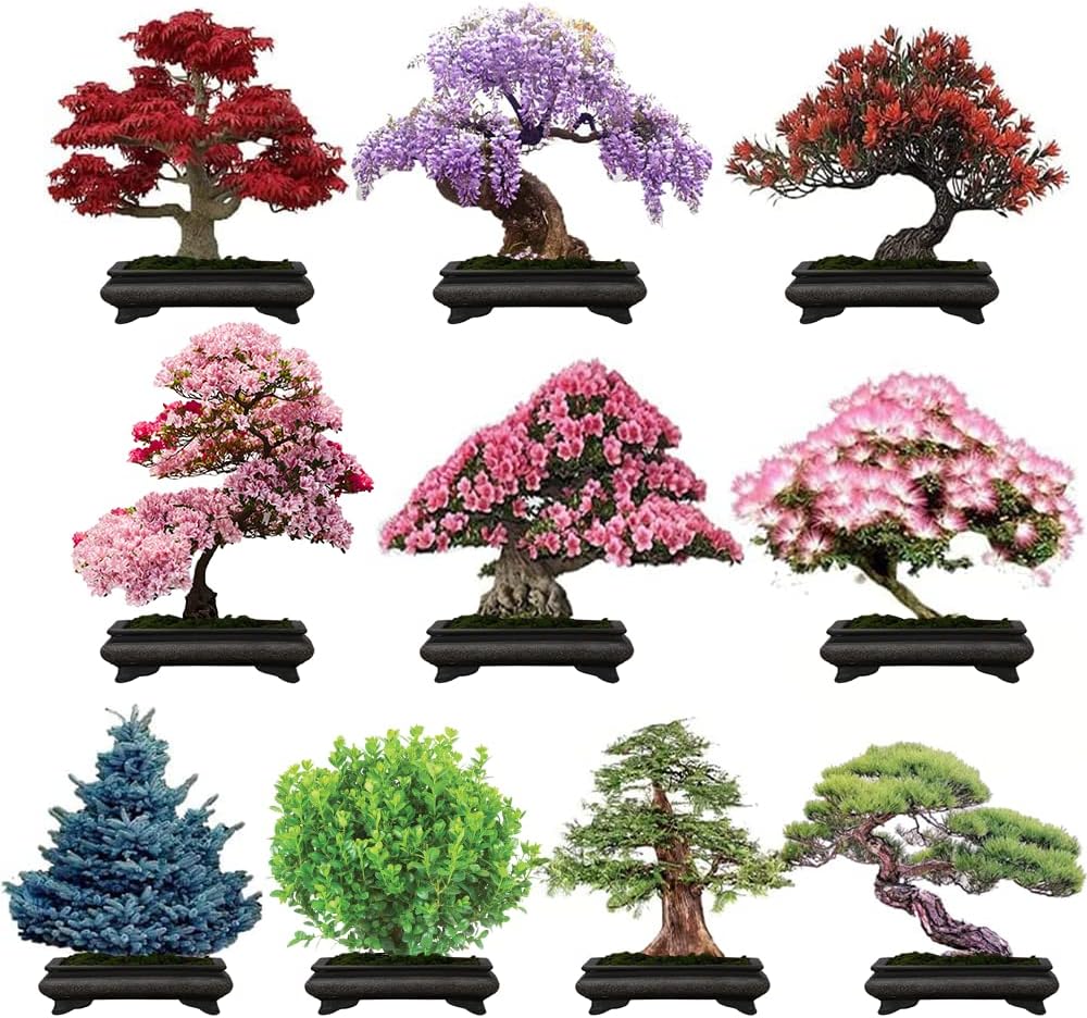 300+ Bonsai Tree Seeds – 10 Popular Varieties of Non GMO Heirloom Bonsai Seeds Blue Spruce, Boxwood, Dawn Redwood, Flame Tree, Judas Tree, Acacia, Wisteria, Cherry, red Maple, Black Pine