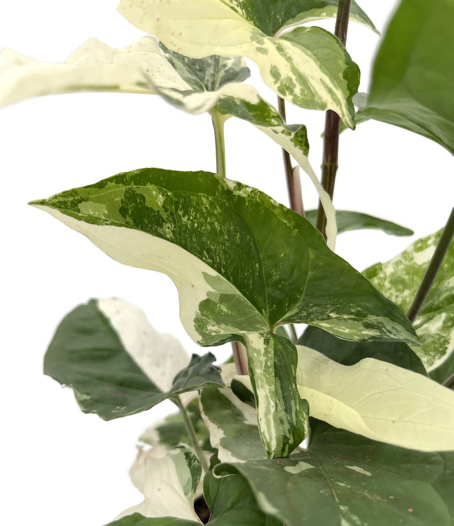 zimmerpflanze stämmchen Ficus elastica variegata „Altissima“ – Gummibaum Stämmchen 80–100 cm |  Exklusive Zimmerpflanze mit dekorativen panaschierten Blättern main image 1