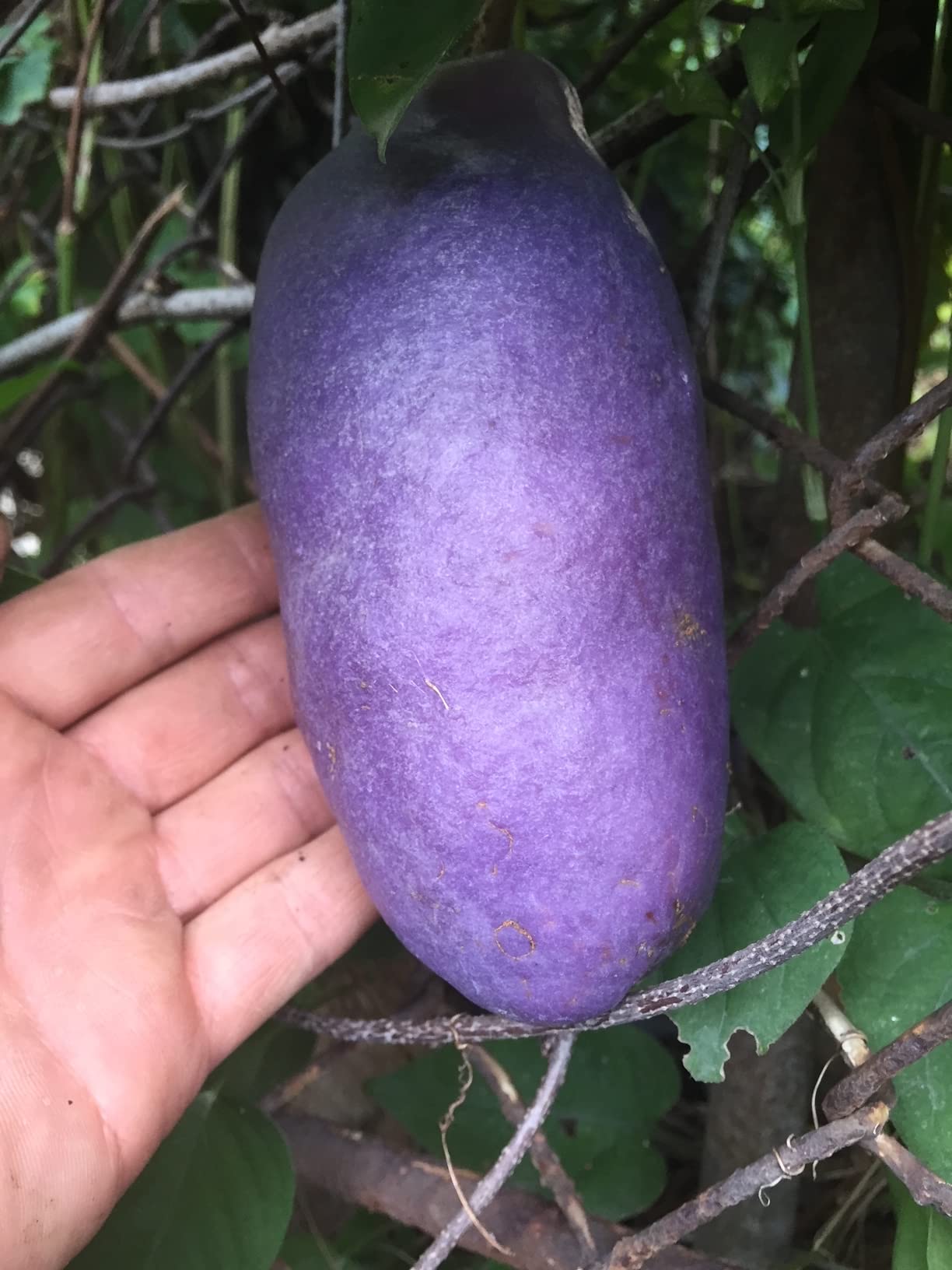 ミルクフルーツ 接木苗 水晶柿 スターアップル 希少果樹