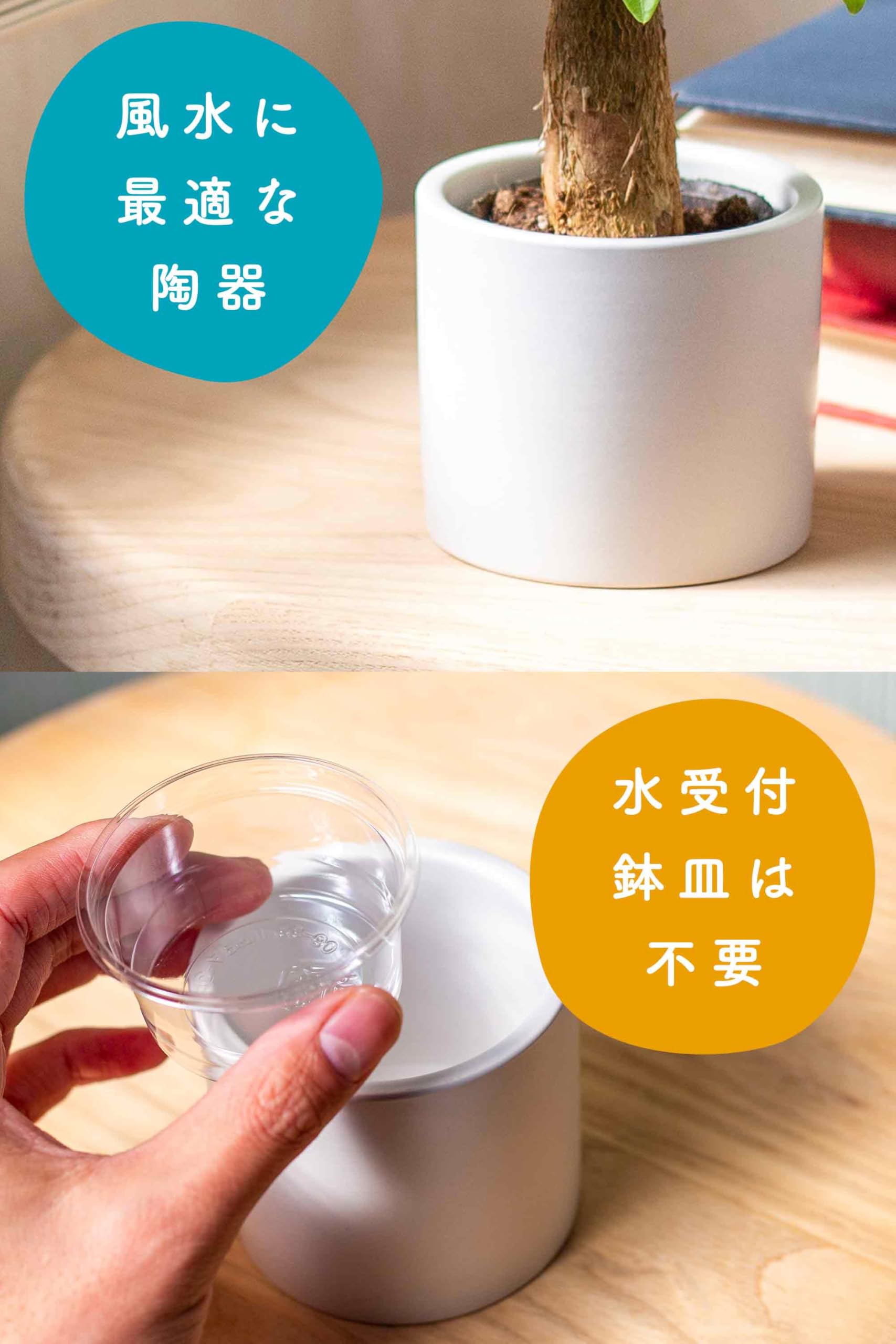 Amazon｜[ miipas ] パキラ 観葉植物 本物 ミニ 小型 小さい 卓上 鉢