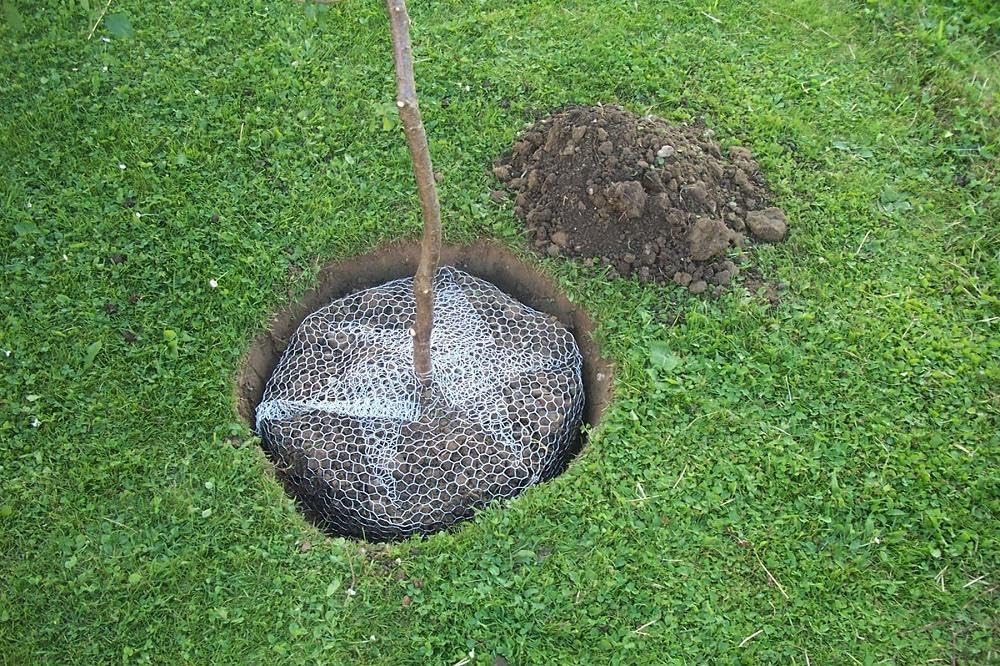 Kerbl Kosz na norniki (wysokość 70 cm, Ø 60 cm, na drzewa/krzewy, rozkłada się bez pozostawiania śladów, drut metalowy nieocynkowany) 291175