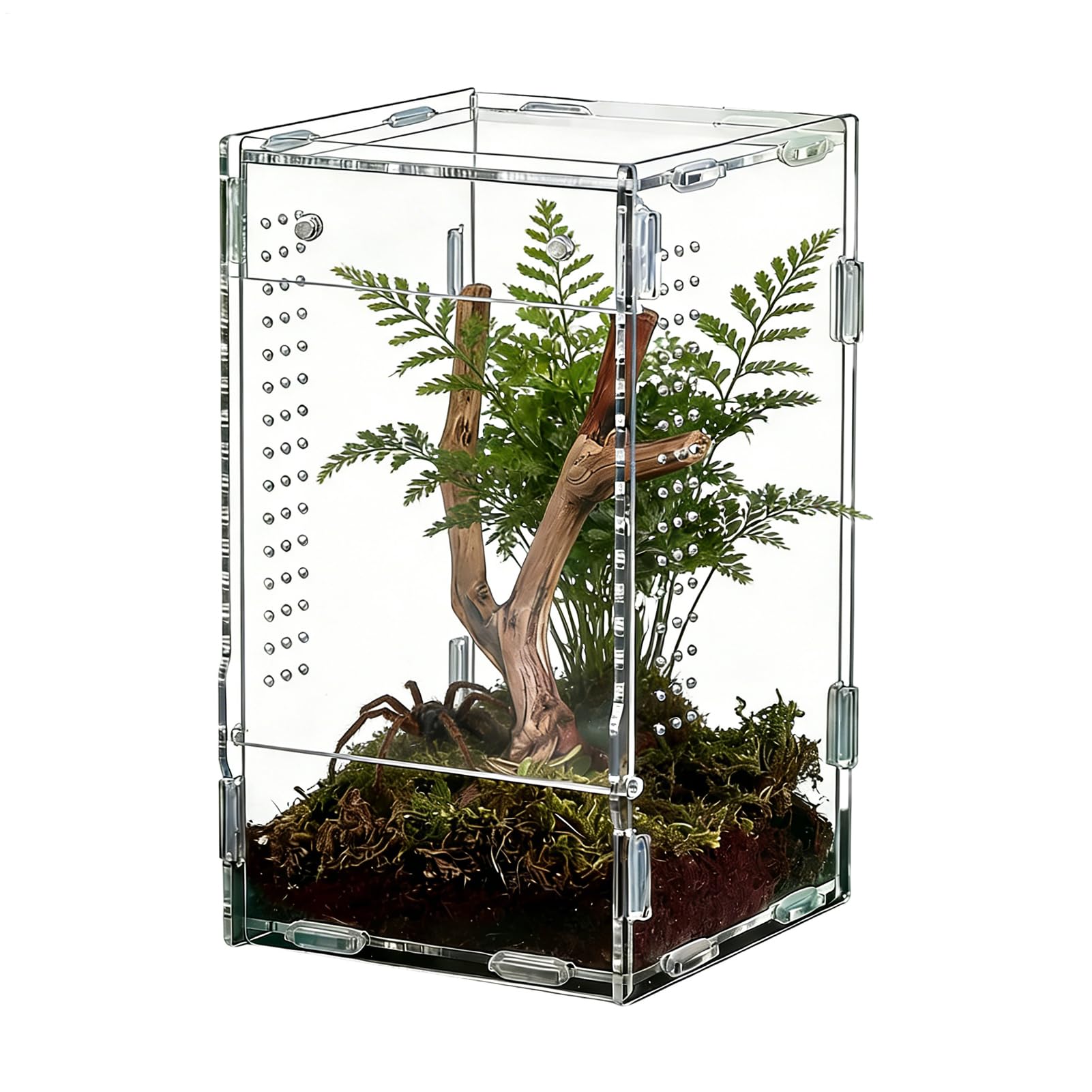 Terrarium araignée sauteuse habitat enclos pour mygale et élevage