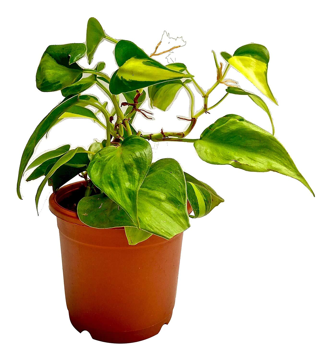 Vibrant Green Money Plant In Plastic Pot/Birthday Gift/Anniverssary Gift/Living Room/Indoor Plant (B08SHVFJQ4) Amazon Price History, Amazon Price Tracker