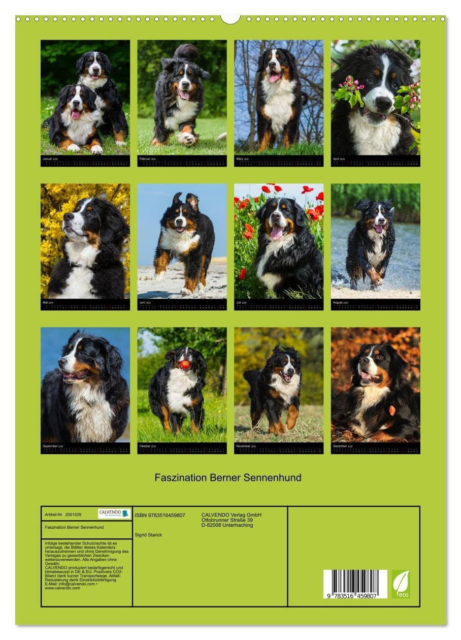 Faszination Berner Sennenhund (hochwertiger Premium Wandkalender 2026 DIN A2 hoch), Kunstdruck in Hochglanz: Auf 13 bezaubernden Fotos begleiten uns Berner Sennenhunde durch das Jahr (CALVENDO Tiere)