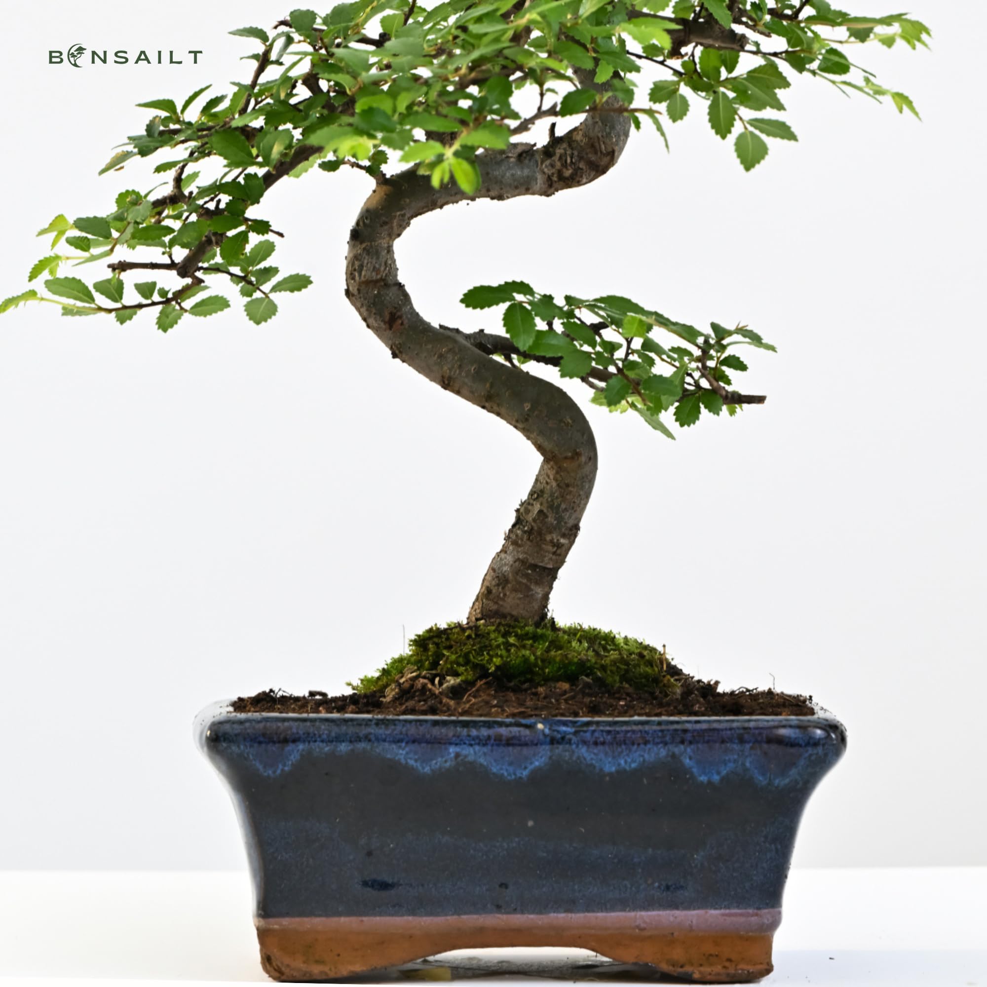 Chinesische Ulme Bonsai – Alter 7-8 Jahre – Höhe 25-35 cm – Topfgröße Ø 15 cm