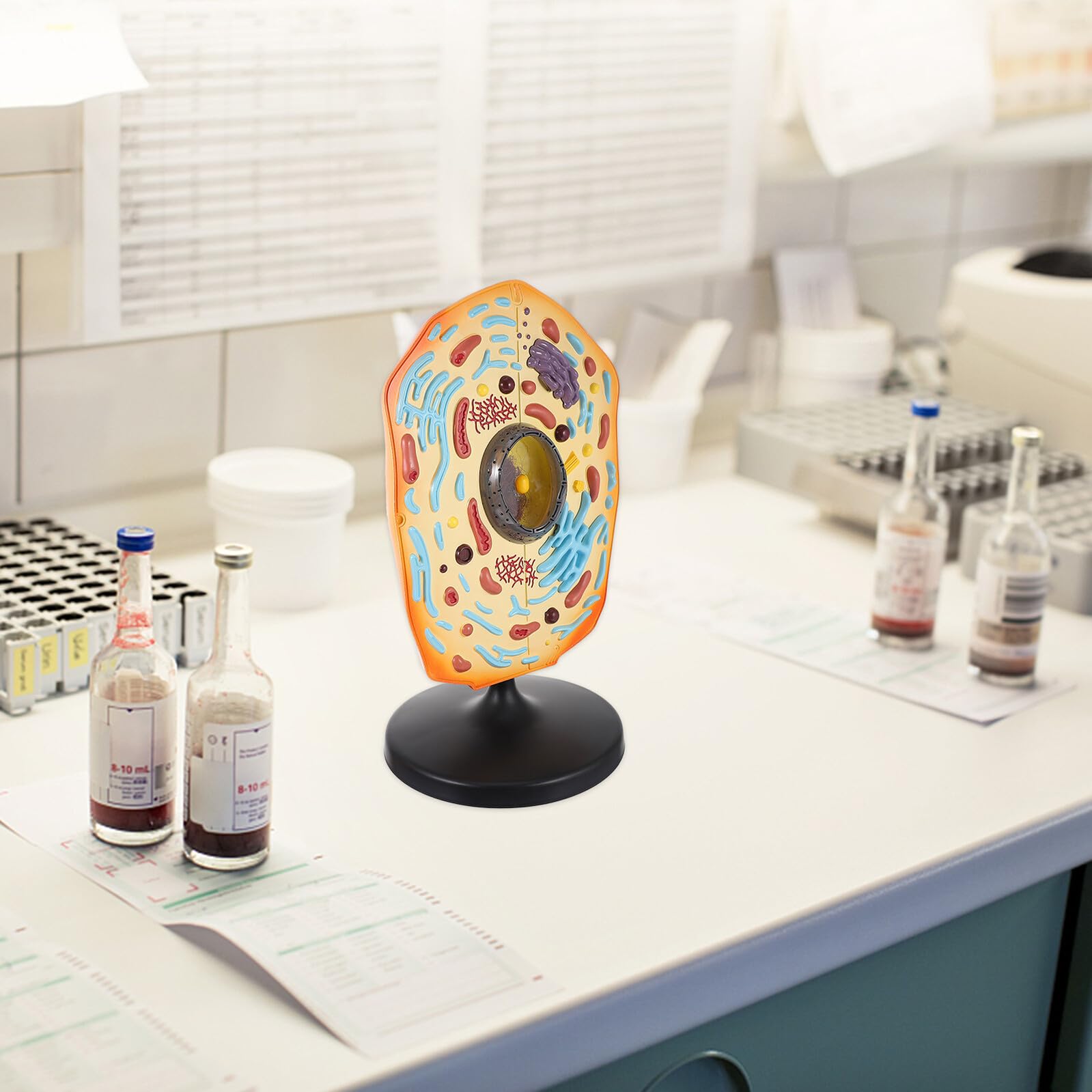 Didiseaon Modèle de Cellule Animale pour Collèges Support Pédagogique Biologie Démonstration et Apprentissage Éducatif