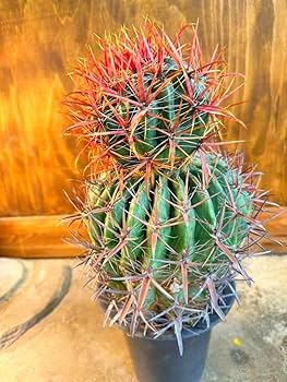 Amazon.co.jp: フェロカクタス 神仙玉 サボテン エキノカクタス