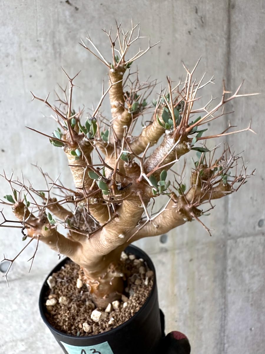 Amazon｜【現品限り】オトンナ・ユーフォルビオイデス[在庫整理