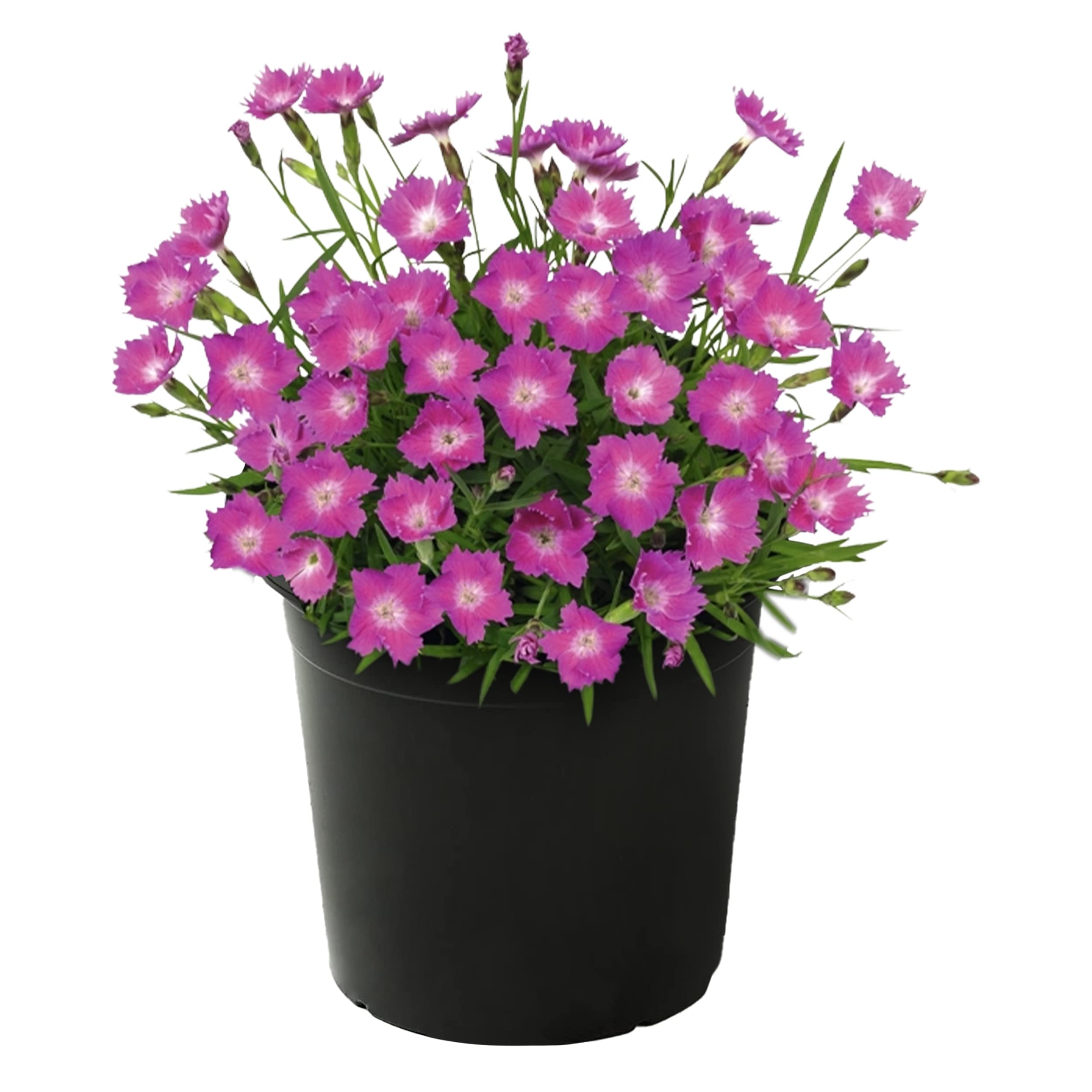 Live Dianthus – Kahori Pink