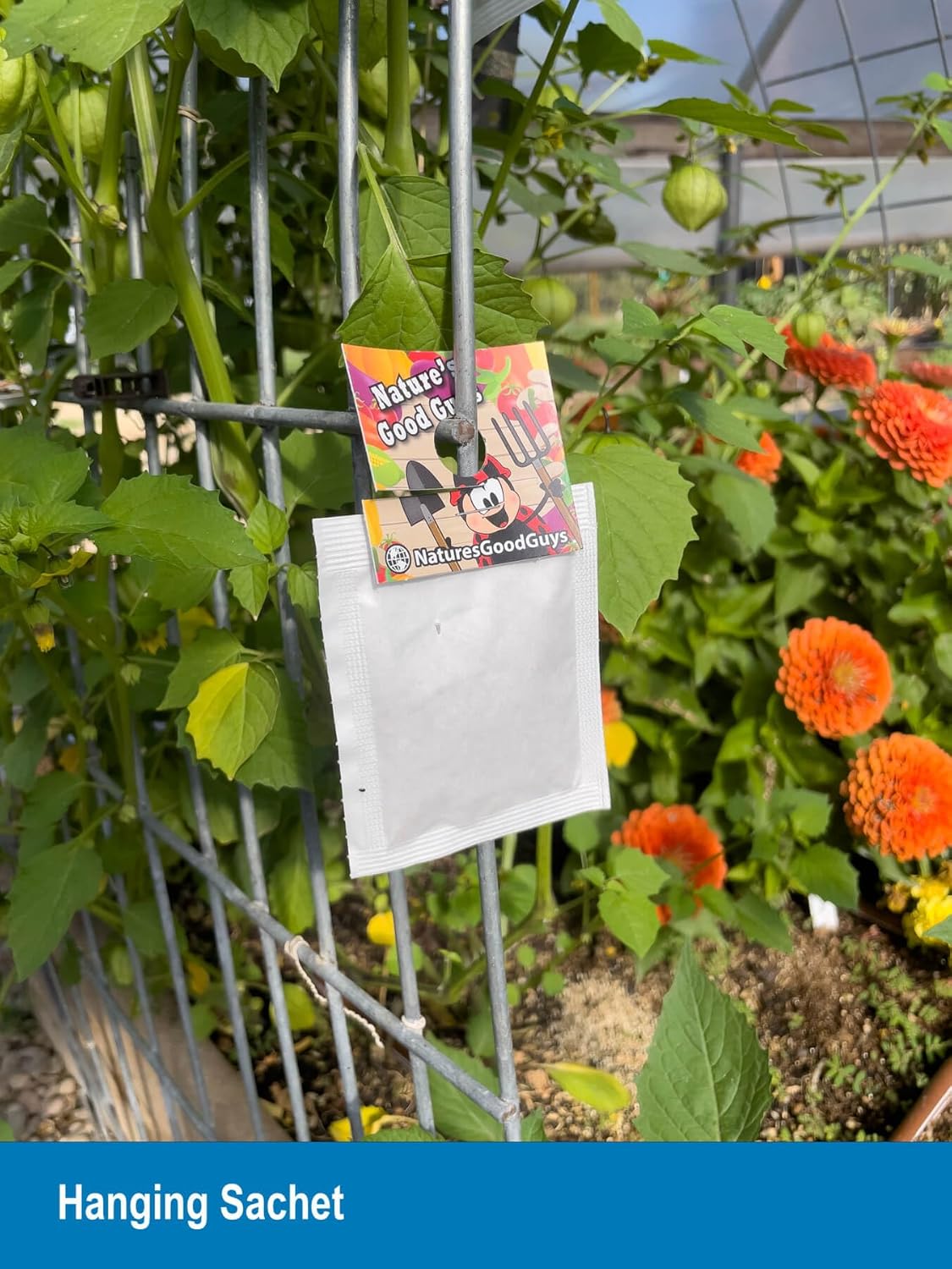 Natures Good Guys - Amblyseius cucumeris - Slow Release Hanging Sachets (25 Sachets with 1,000 Mites)