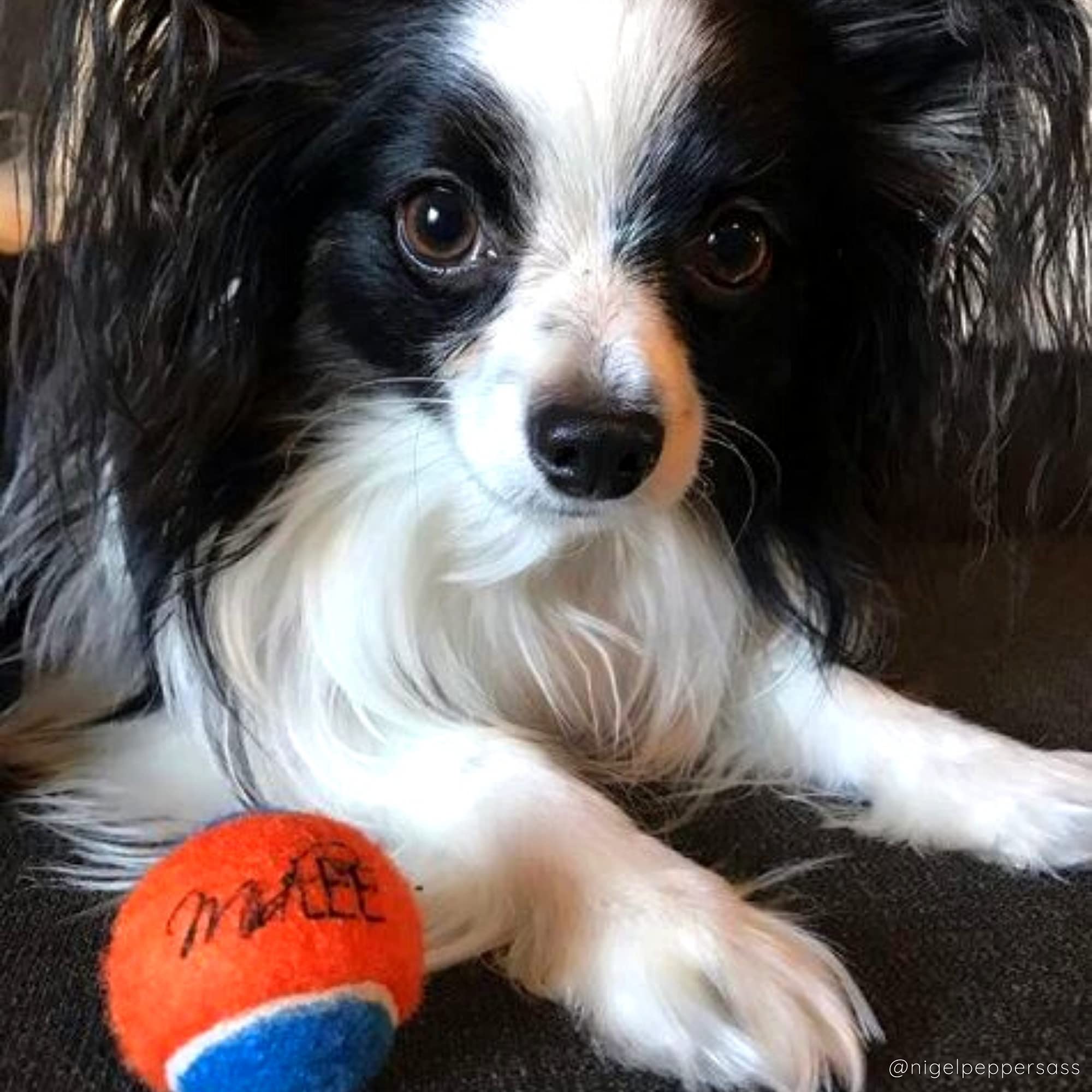 Squeaky Mini pelota de tenis para perros, Juguete para perro de 1.5 pulgadas, paquete de 12 (naranjaazul)