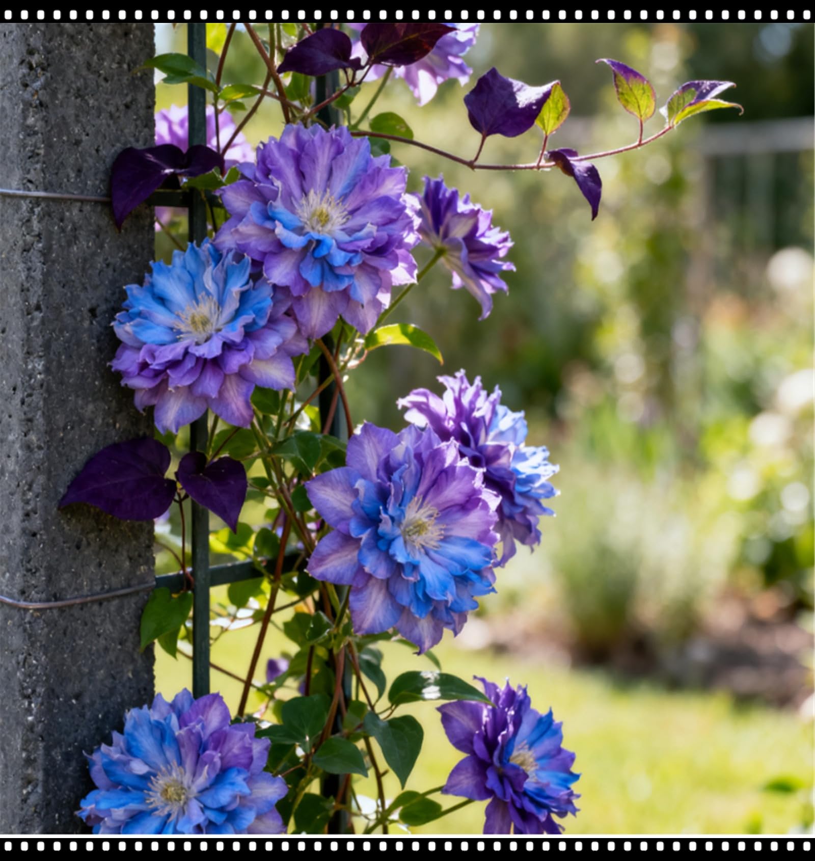 Perennial Flowering Clematis - Outdoor Climbing Plant - Climbing Clematis Plant - Garden, Fence, and Trellise Decoration/Hardy Perennial, Excellent Display-5 Rhizomes-E