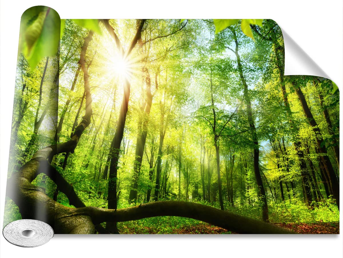 Papier Peint Forêt de hêtre pour un salon nature et moderne