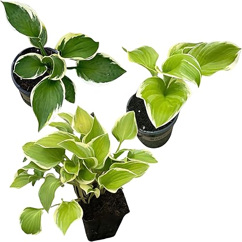 Miniatura 1 de Live Hosta - Variedades surtidas (3 plantas por paquete), planta perenne de sombra floreciente, 10 pulgadas de alto por 6 pulgadas de ancho en