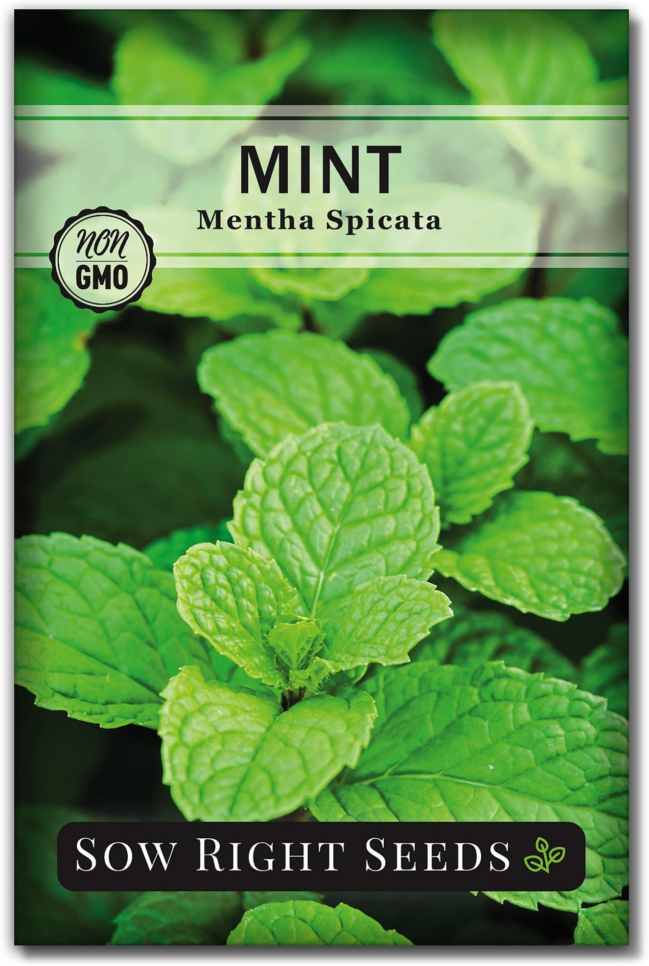 Sow Right Seeds - Mint Seeds for Planting - Non GMO Heirloom Perennial Herb for Indoor or Outdoor Planting - Ideal for Kitchen Herb Garden - Perennial Growing Plants - Packet with Instructions (1)