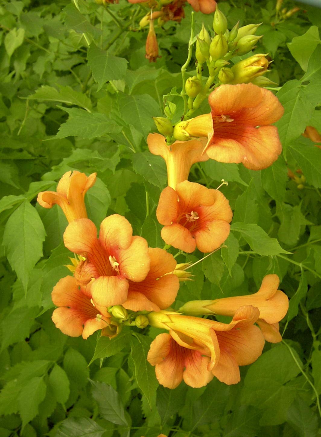 Bignone Indian Summer 'Kudian' C 1 Litre