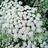 Burpee Queen Anne's Lace Ammi Majus Seeds 500 seeds