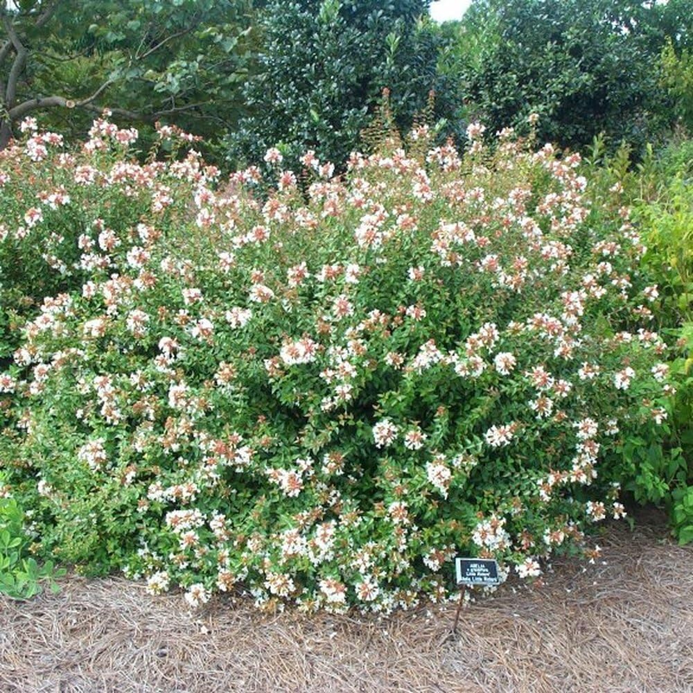 Pixies Gardens Little Richard Abelia Liner