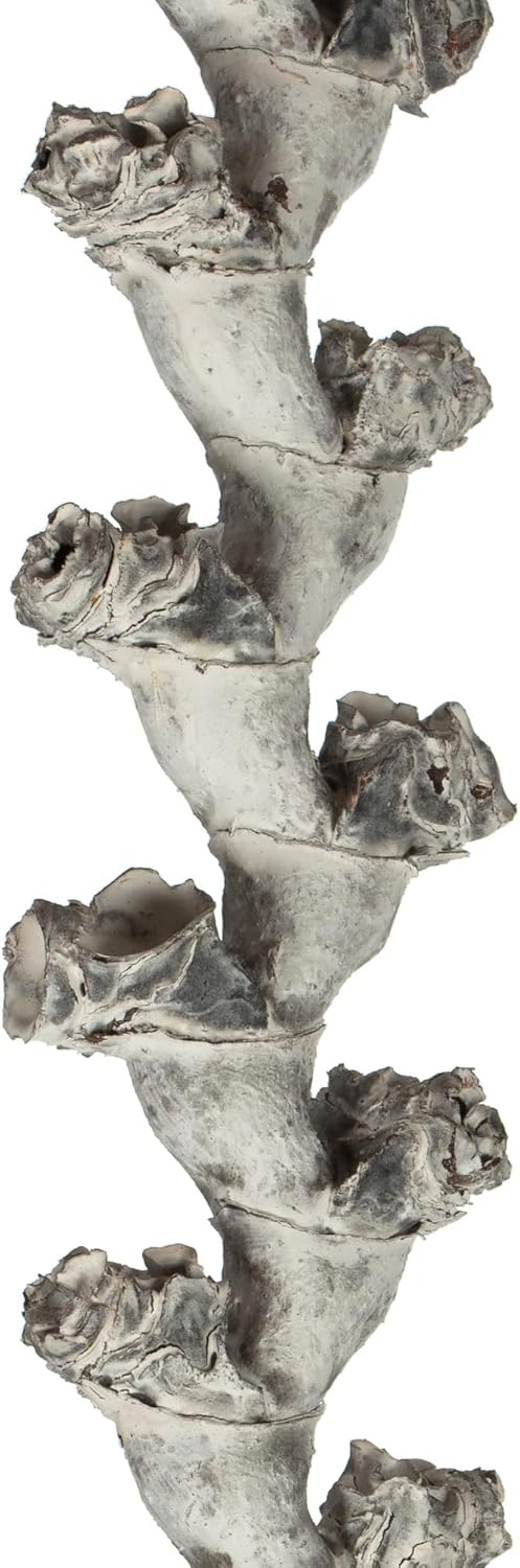 Vickerman 40-48" Light White Wash Ladder Branches - XL, Straight, 7 Stems, Dried