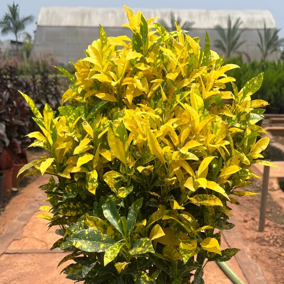 "Air Purifying Croton Decorative Live Plant - Vibrant Indoor House Plant - Exotic Colourful Foliage - Low Maintenance - Low Light Tolarant Yellow Croton (pack of 1)"-image-33