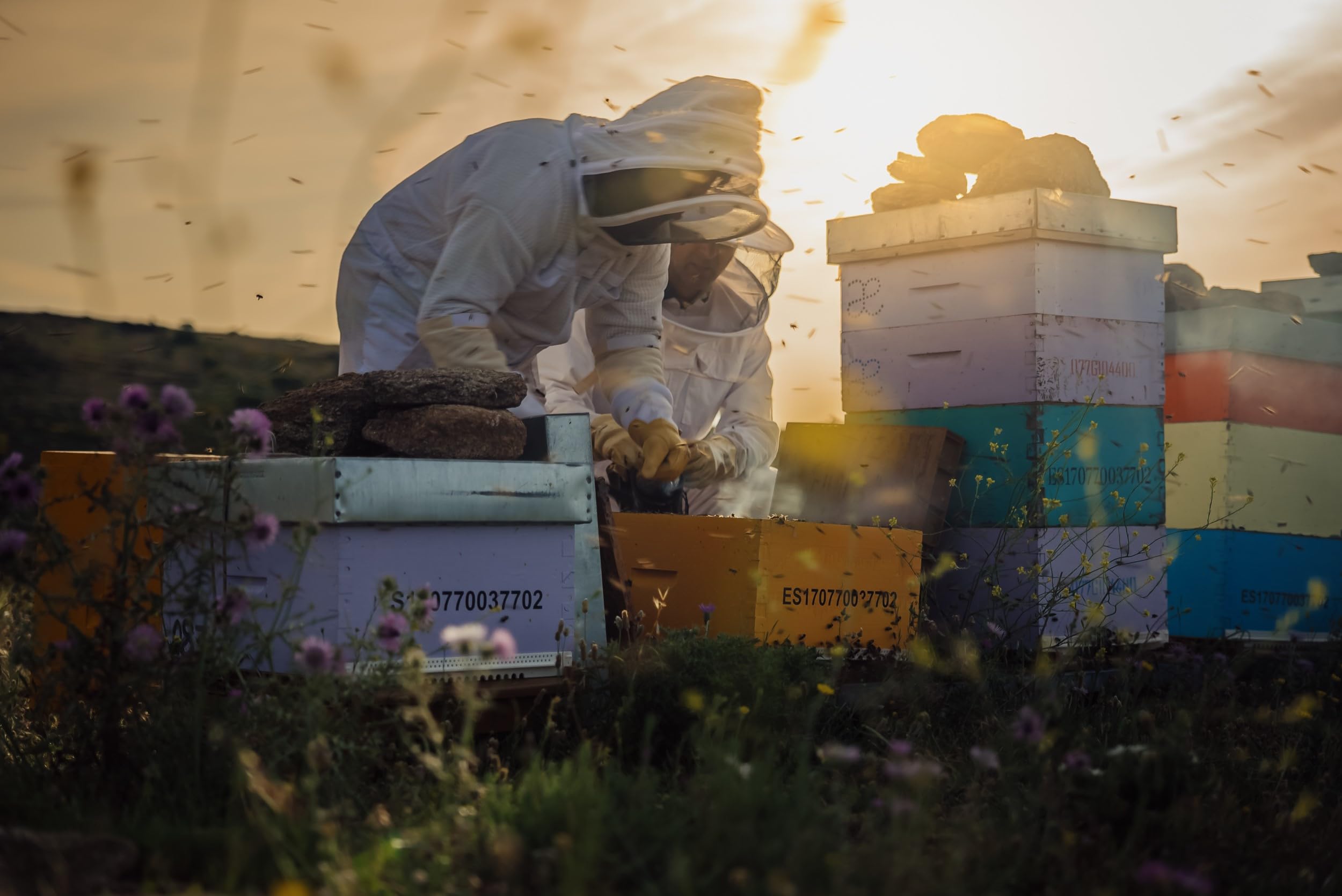Polen de abeja ecológico multifloral |100% natural, seco, libre de residuos, origen España. (Tarro cristal 350 gr)