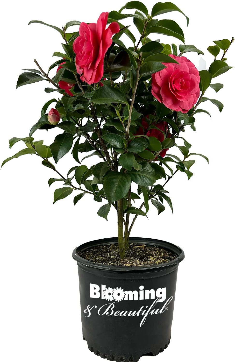 Early Autumn Camellia - 3 Gal - Evergreen Shrub - Deep Pink Semi-Double Blooms -Blooms Sept to March - Hardiness Zones 7-9 - Camellia Japonica ‘Early Autumn’ - 3 Gallon Pot