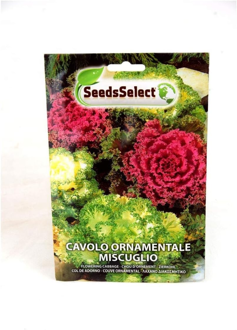 Semi Pianta Cavolo Ornamentale 10gr