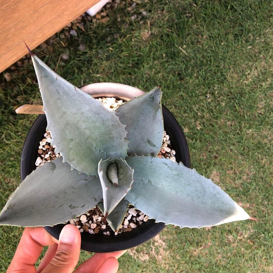 アガベ アメリカーナ エクスパンサー 抜き苗 アガベ アメリカーナ