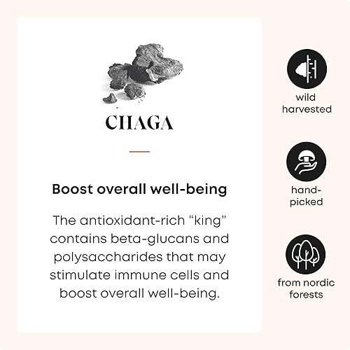 Miniatura 2 de SHROOMWELL Polvo de hongos Chaga - Polvo de chaga cosechado silvestre de los bosques estonios. Polvo de hongos Chaga con antioxidantes para té Chaga