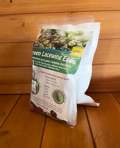 Miniatura 5 de Huevos verdes de Lacewing - 10000 huevos vivos envasados en cascos de arroz