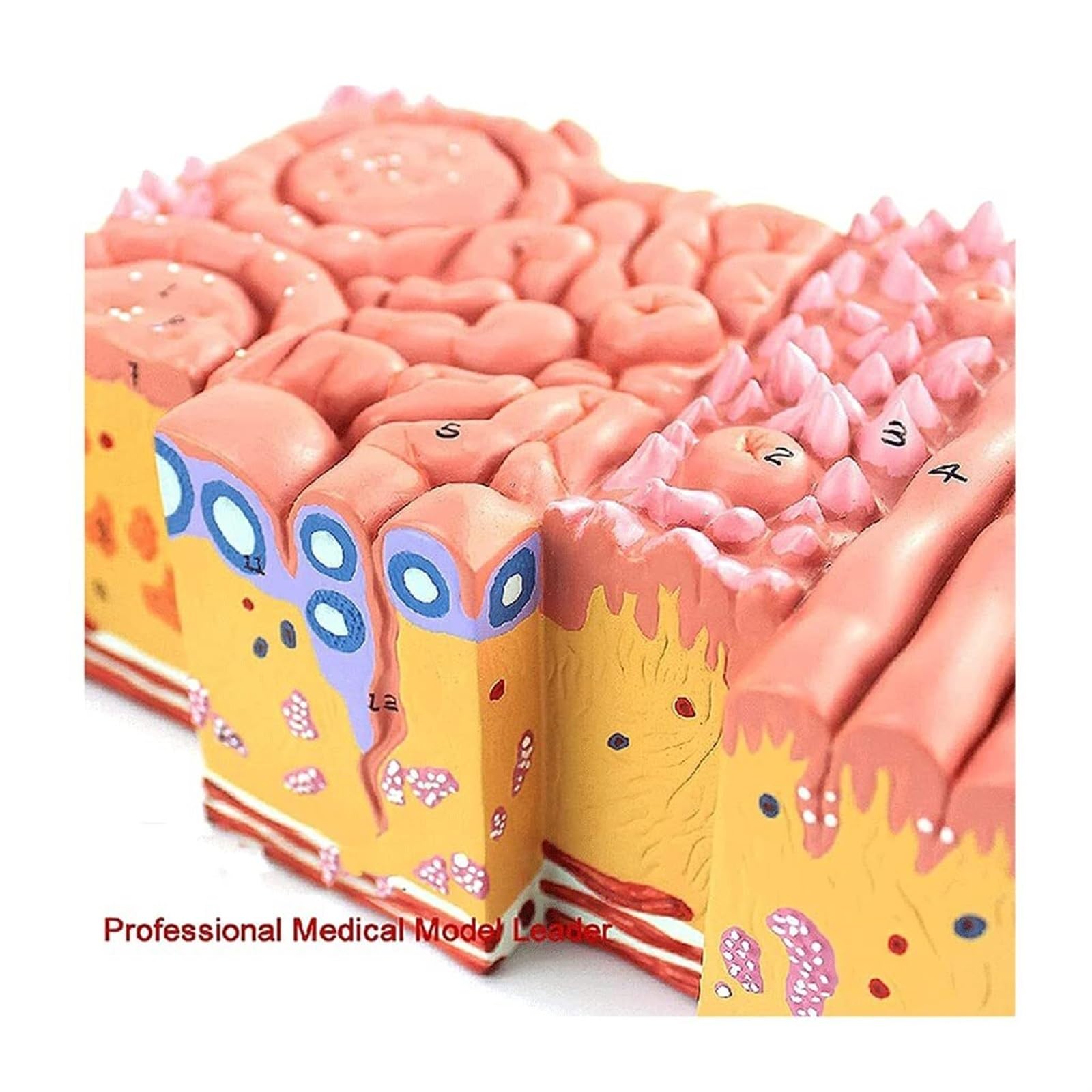 WlP Modello Anatomico Della Lingua Umana Rivestimento Della Lingua Papilla Della Lingua Papille Gustative Gastroenterologia Orale Tessuto Della Lingua Modello Di Organo Umano Modello Di Espansione