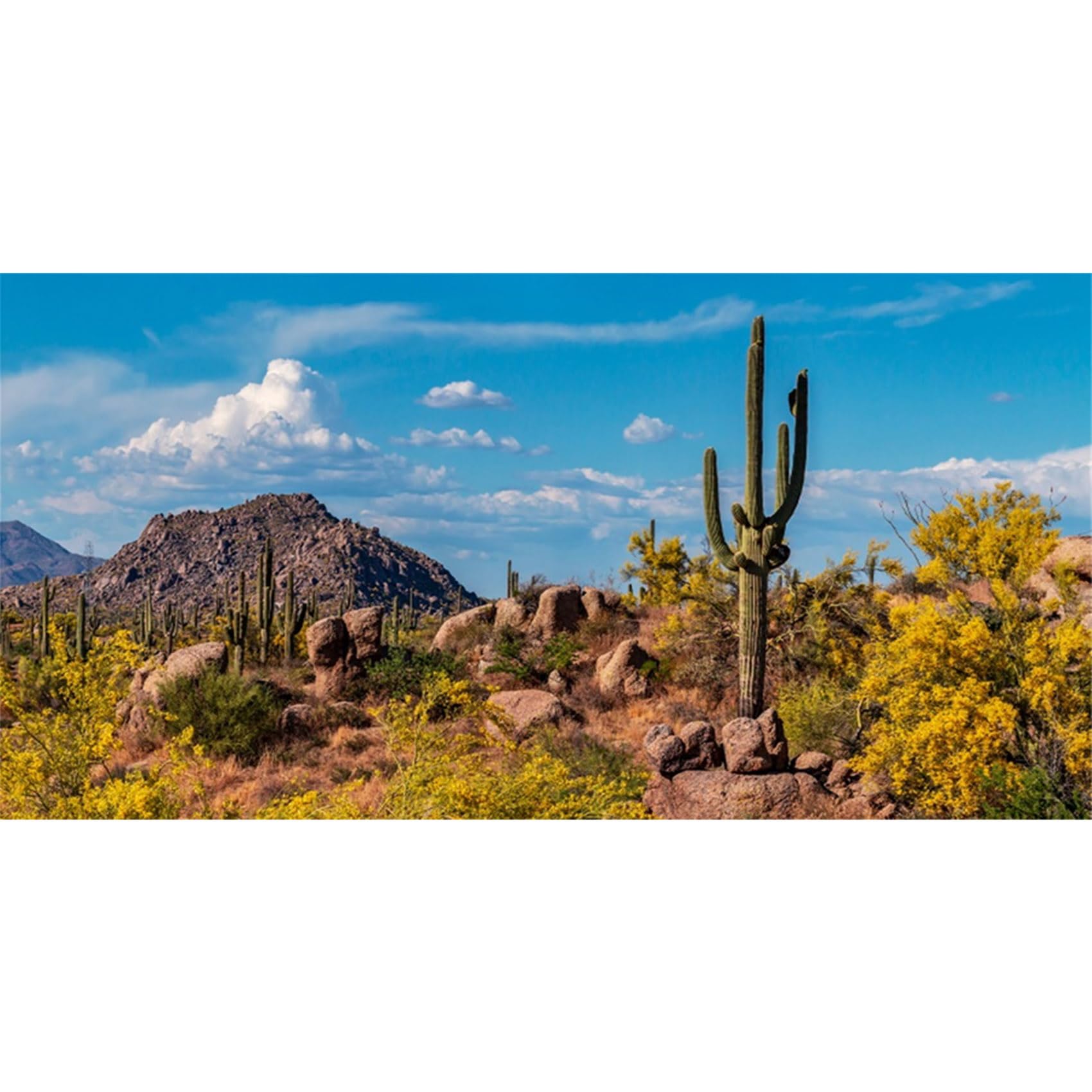 MIRRORANG 180x46cm Terrarium Background Mountain Rock Joshua Tree Blue Sky Huge Cactus Oasis Desert Gobi Reptile Habitat Background Vinyl Background โ image 1
