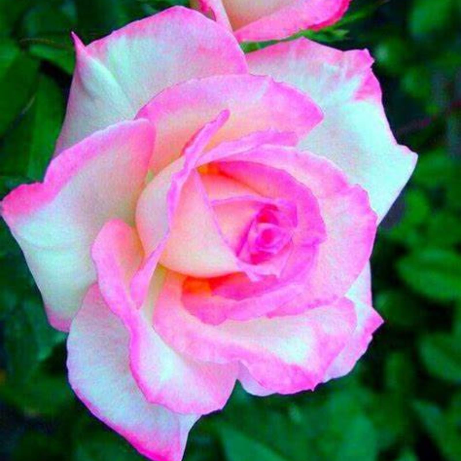 Unique Rose Bulbs for Planting Now UK Ornamental Perennial Greening Flower Natural Organic Excellent Good for Containers Cold-Resistant Easy Plant Display-1bulb-F โ image 1