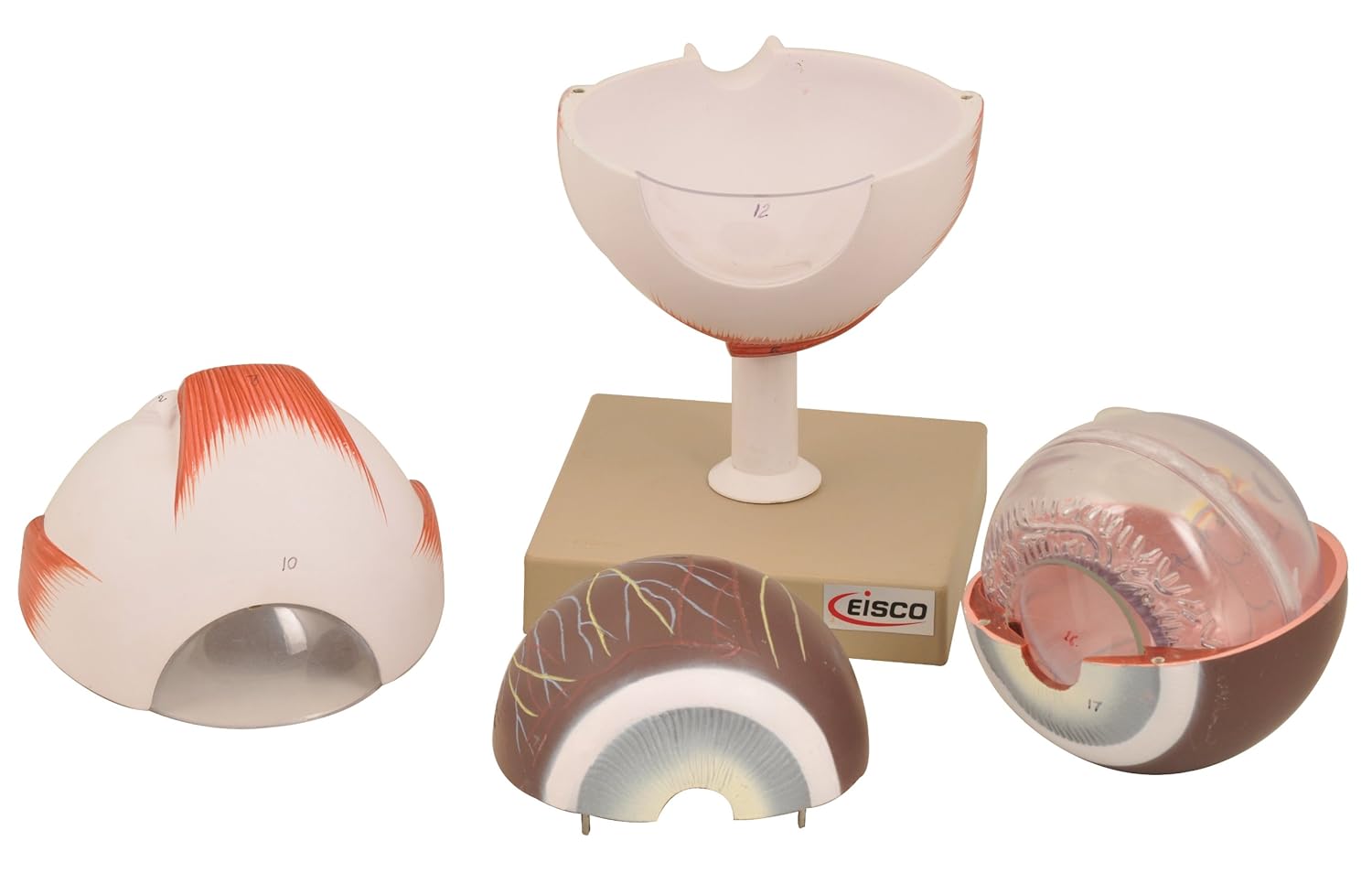 EISCO Human Eye Model - Enlarged 5X Life Size - 6 Parts - Hand Painted - Designed by Medical Professionals