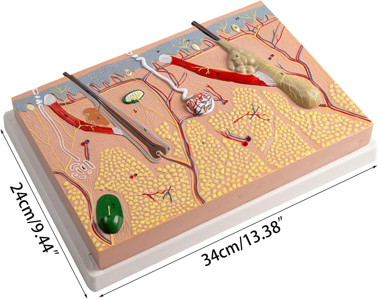 Modello anatomico della pelle ingrandita, per biologia, chirurgia estetica, aiuto didattico, forniture di laboratorio