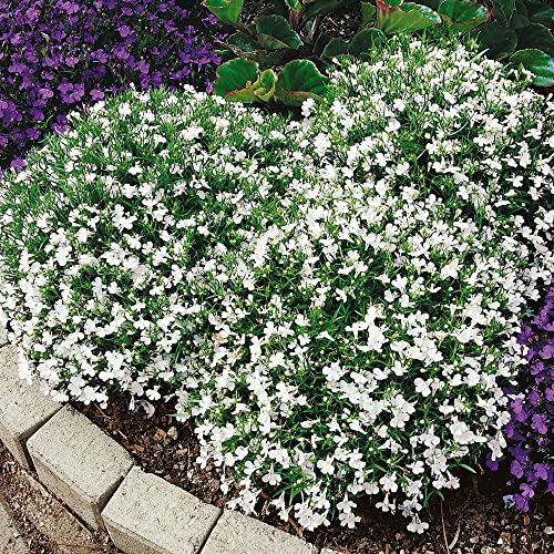FUN AND GROW SEEDS: Seeds Lobelia White Cascade Annual Flowers 1000 Seeds FUN AND GROW SEEDS: Seeds Lobelia White Cascade Annual Flowers 1000 Seeds