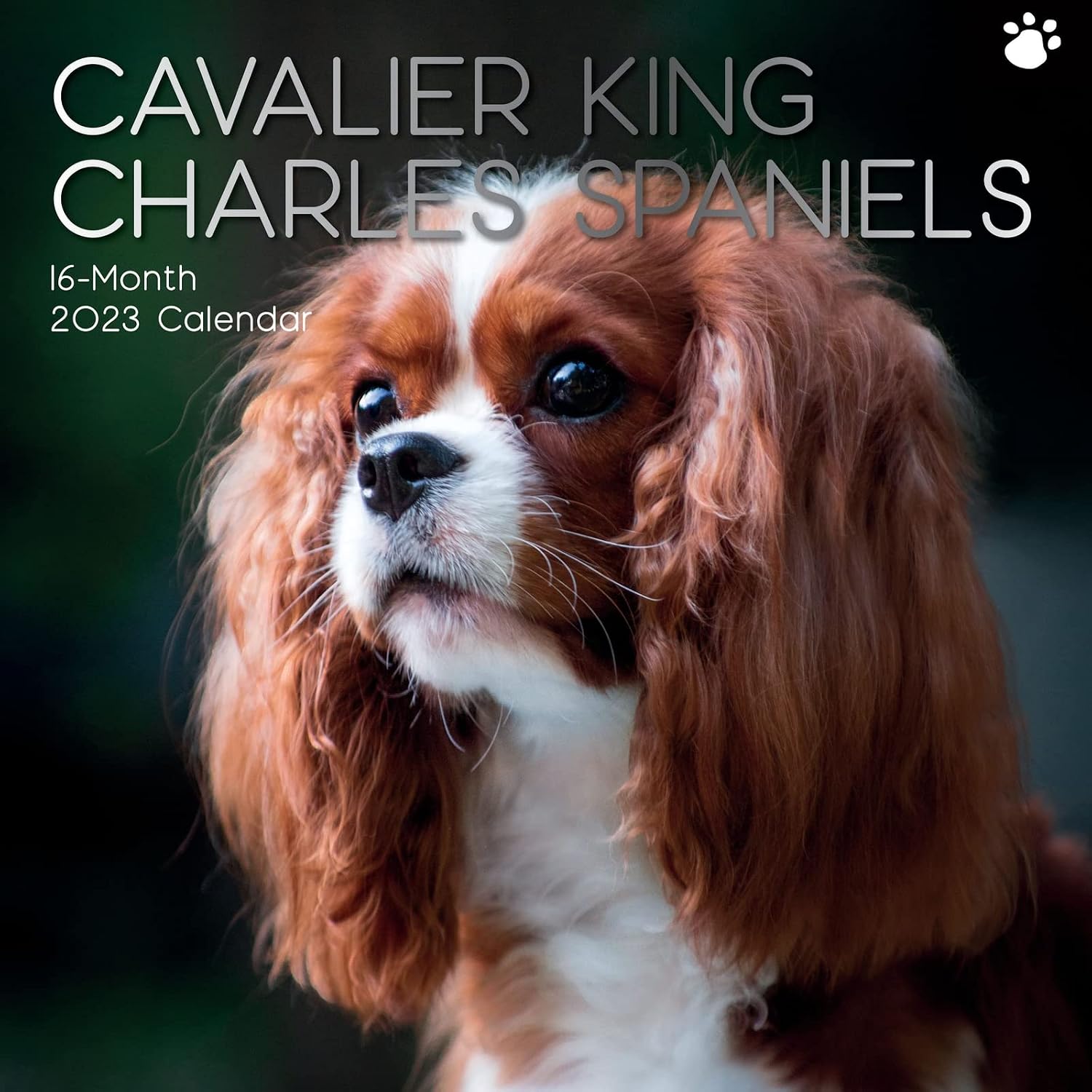 Cavalier King Charles Slim Calendrier 2024 Cavalier King Charles Slim Calendrier 2024