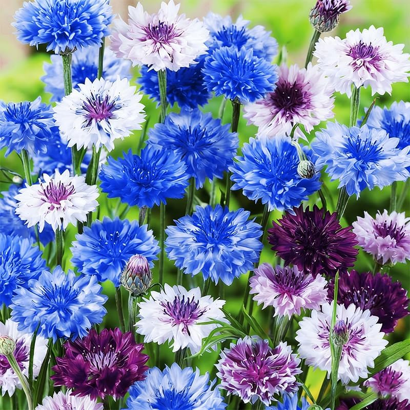 3200+ Mix Cornflower Seeds for Planting - Non-GMO Bachelor Button Flower Seeds