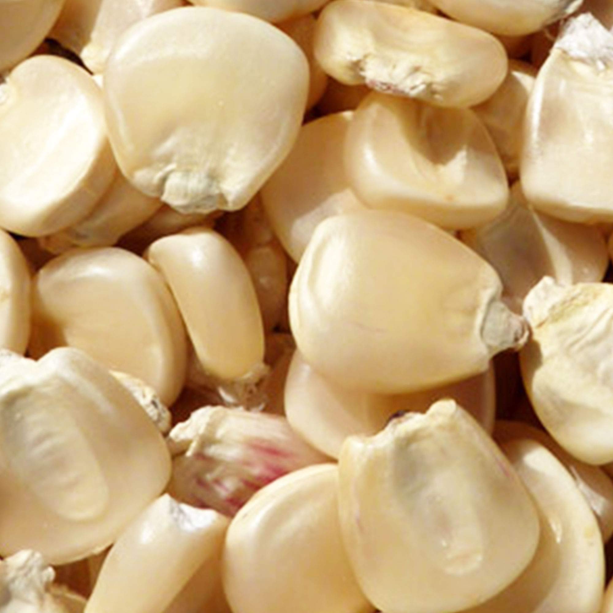 Hickory King White Corn 1 lb