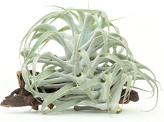 Air Plant Shop Tillandsia Cacticola Long Form Silver Air Plants