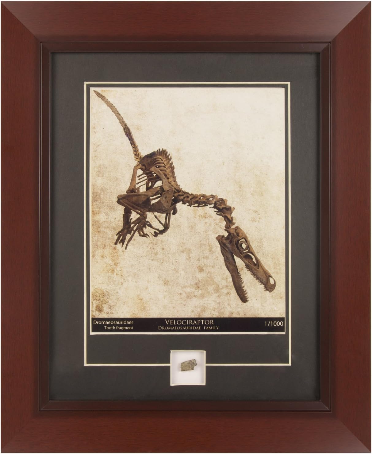 Velociraptor Skeleton Historic Framed Print and Relic Wall Decor for Collectors | Includes a Genuine Dinosaur Fossil Tooth and Certificate of Authenticity